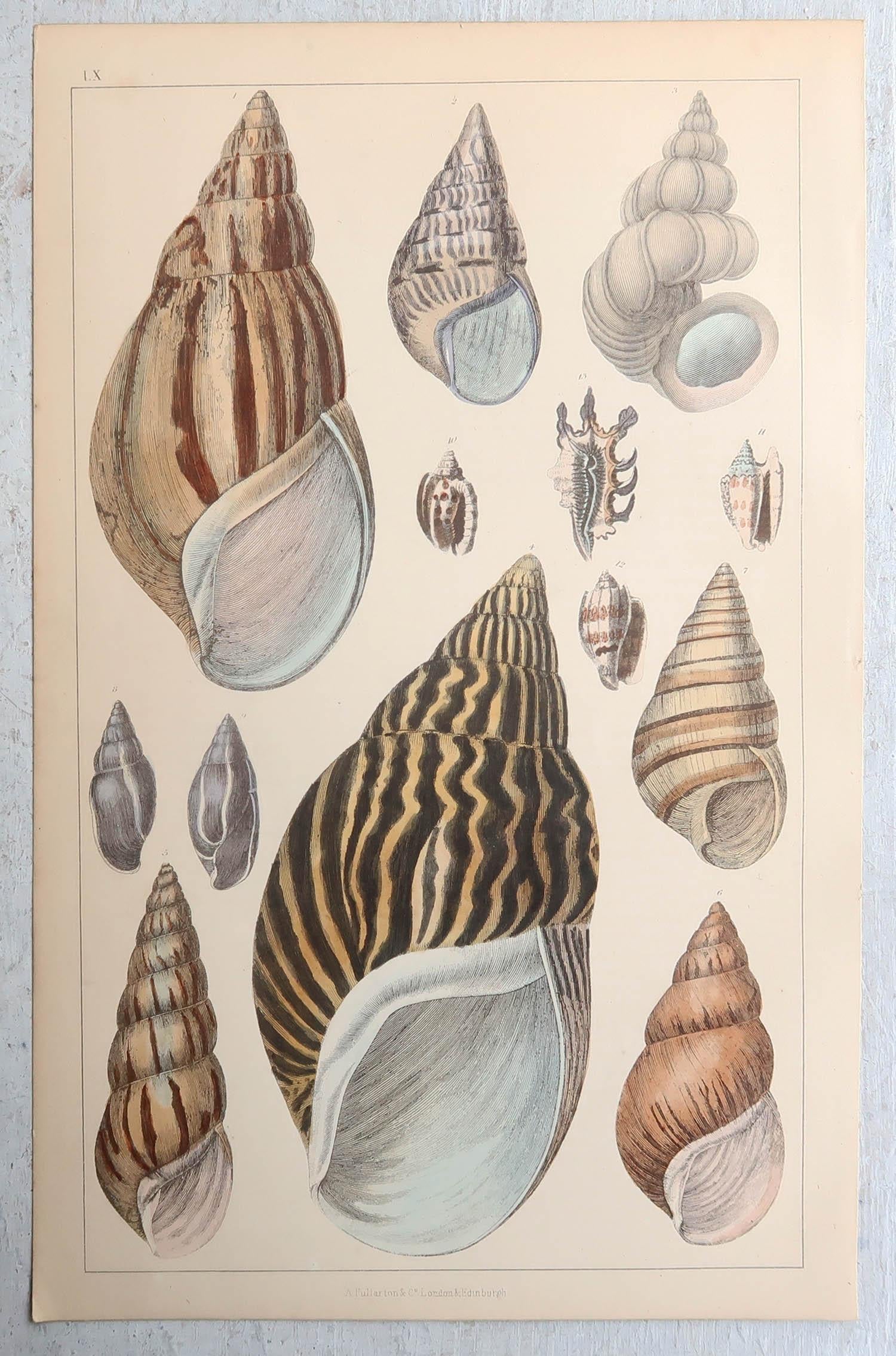 Grabado Antiguo Original de Conchas, 1847 'Sin Marco' Arte popular en venta