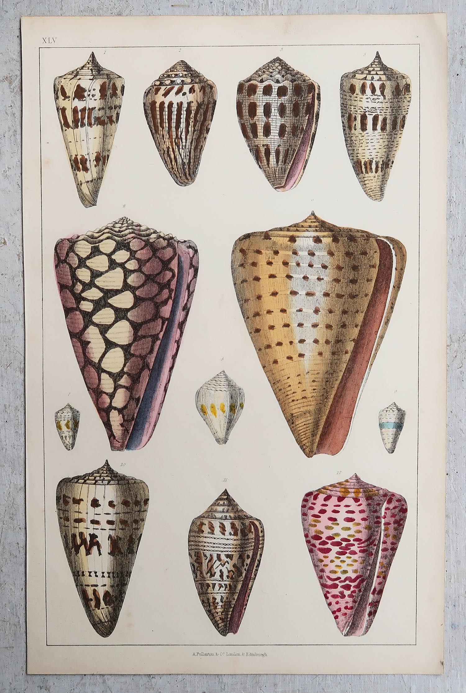 Grabado Antiguo Original de Conchas, 1847 'Sin Marco' Arte popular en venta