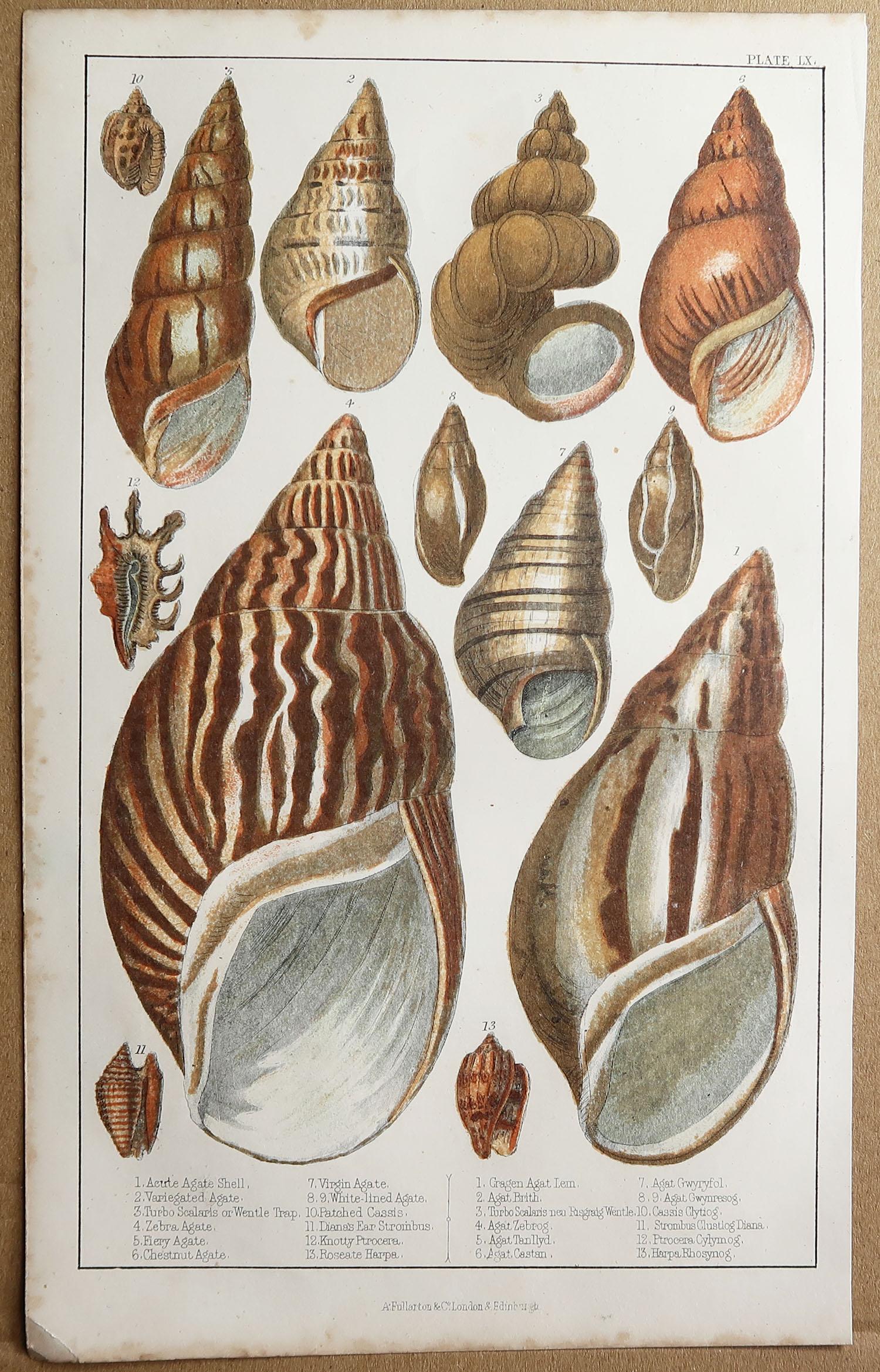 English Original Antique Print of Shells, 1847 'Unframed'