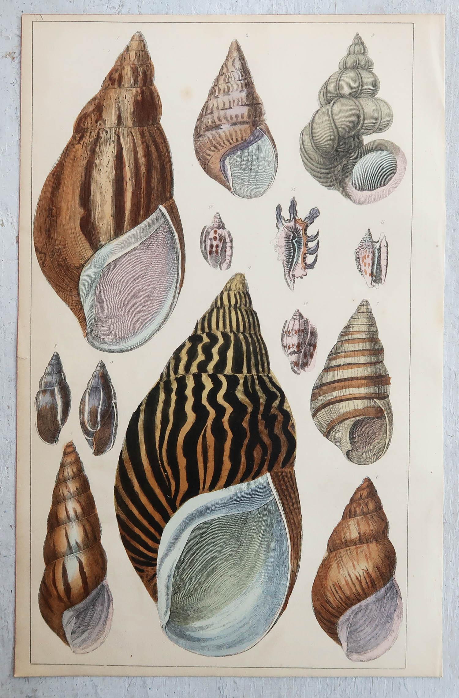 English Original Antique Print of Shells, 1847 'Unframed'