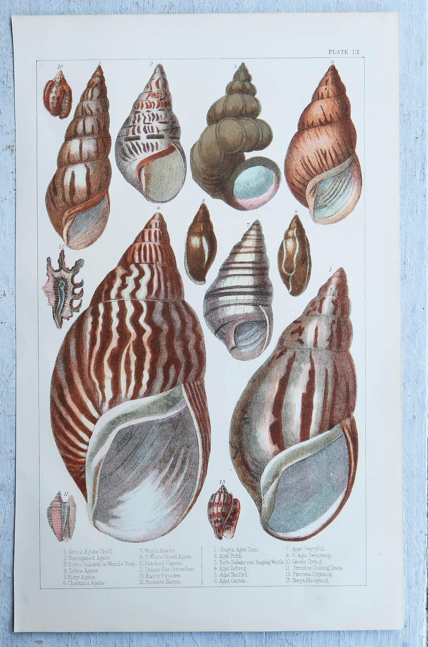 English Original Antique Print of Shells, 1847 'Unframed'