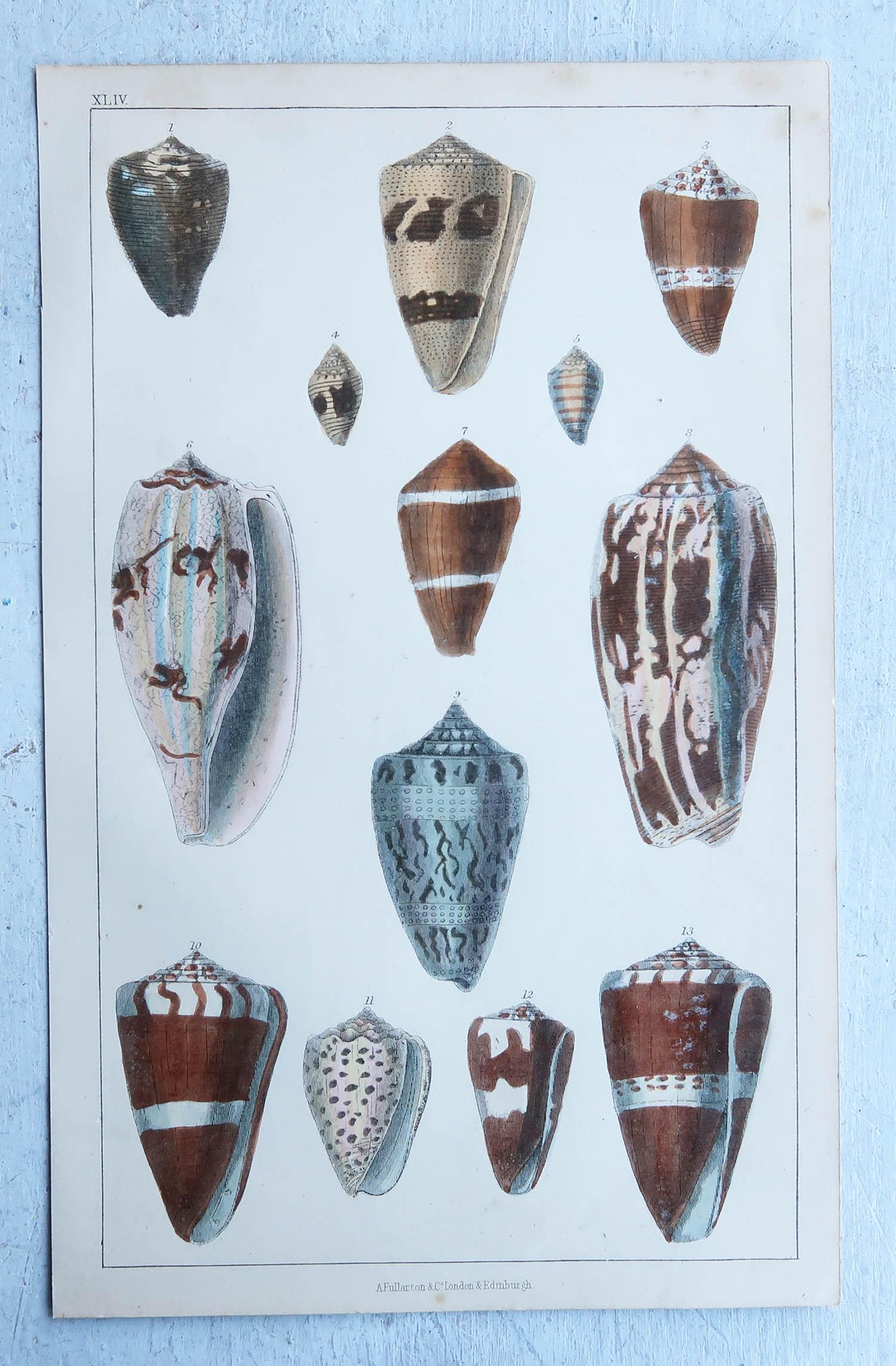 English Original Antique Print of Shells, 1847 'Unframed' For Sale