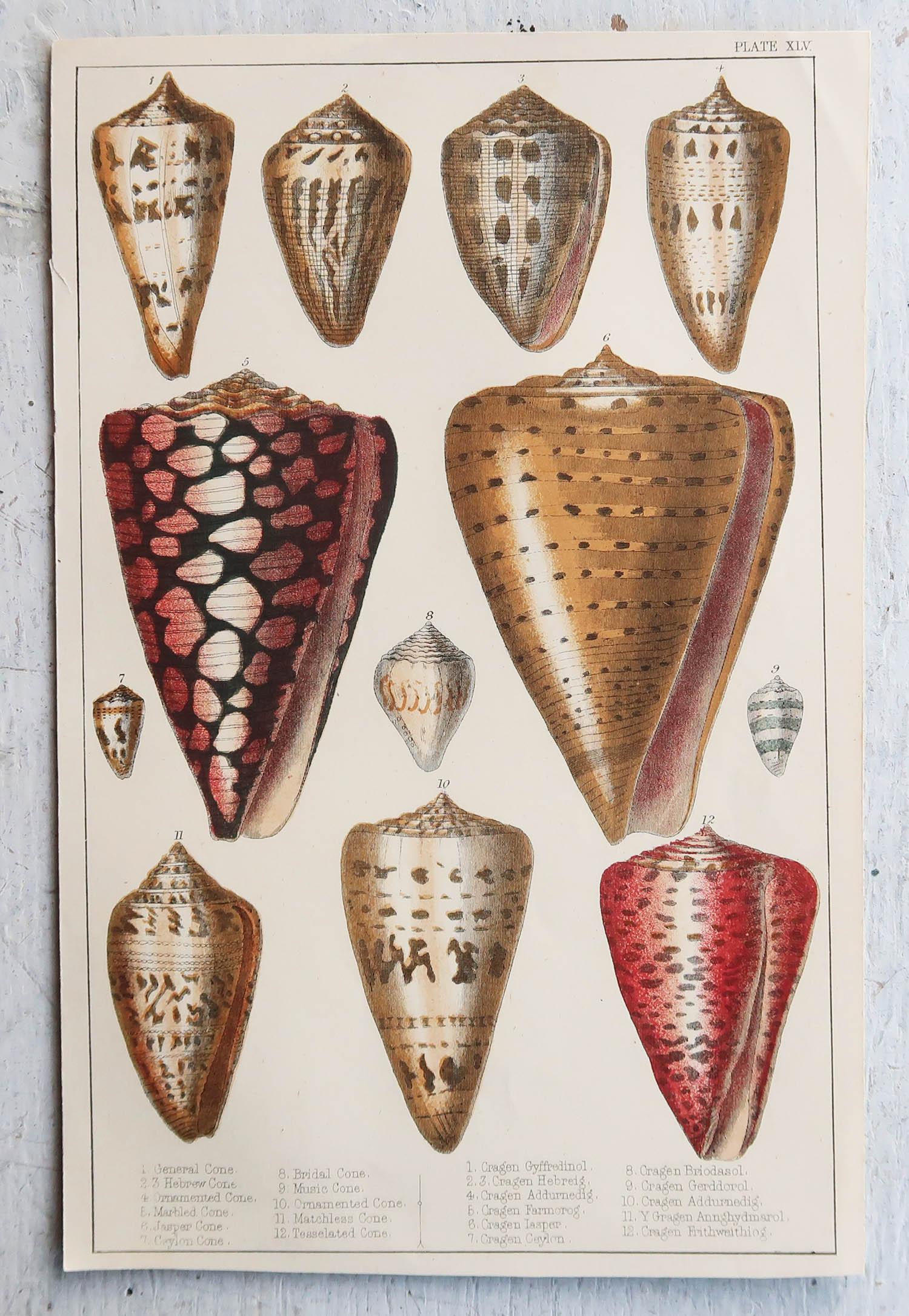 English Original Antique Print of Shells, 1847 'Unframed' For Sale