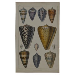 Original Antique Print of Shells, 1847 'Unframed'