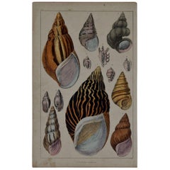 Original Antique Print of Shells, 1847 'Unframed'