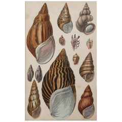 Original Antique Print of Shells, 1847 'Unframed'