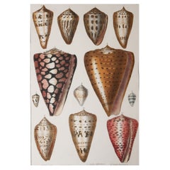 Original Antique Print of Shells, 1847 
Unframed
