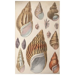 Original Antique Print of Shells, 1847 
Unframed
