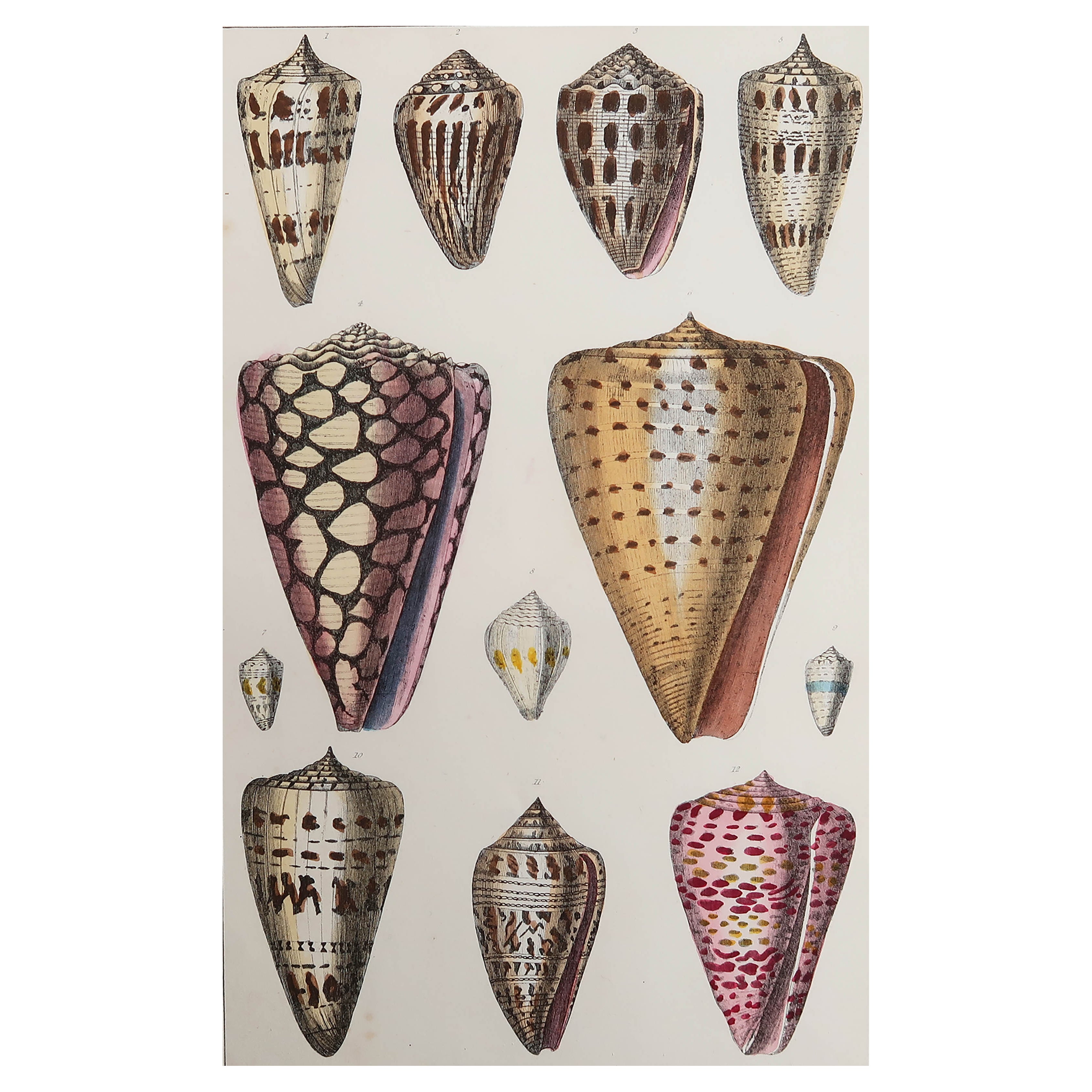 Grabado Antiguo Original de Conchas, 1847 'Sin Marco' en venta