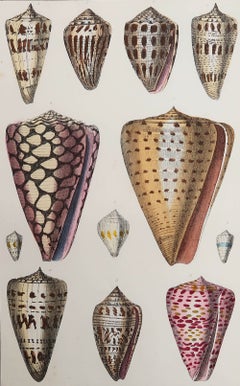 Original Antiker Druck von Muscheln, 1847, ungerahmt