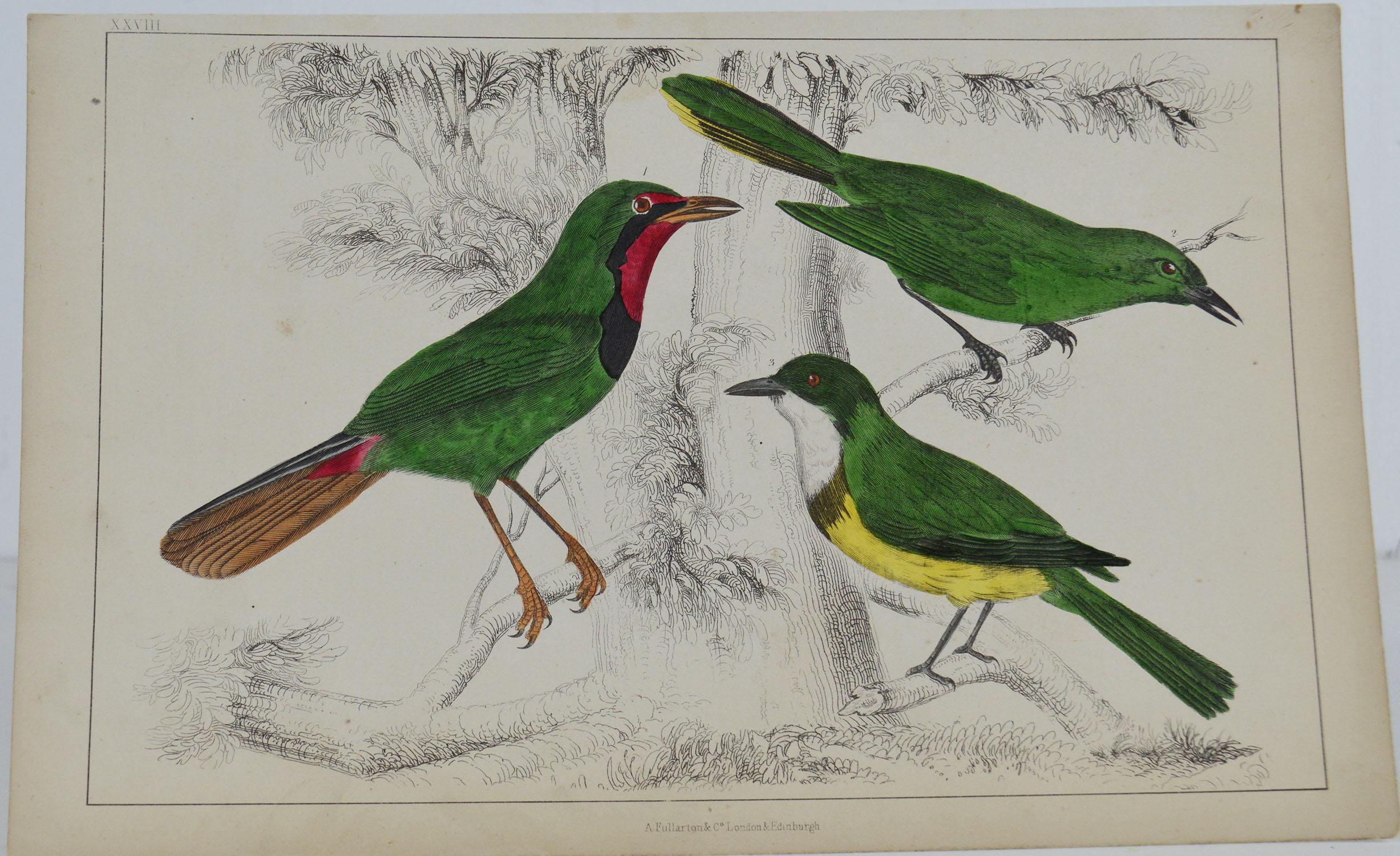 Great image of shrike

Unframed. It gives you the option of perhaps making a set up using your own choice of frames.

Lithograph after Cpt. Brown with original hand color.

Published 1847.

Free shipping.




  