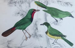 Stampa antica originale dell'Averla, 1847, senza cornice
