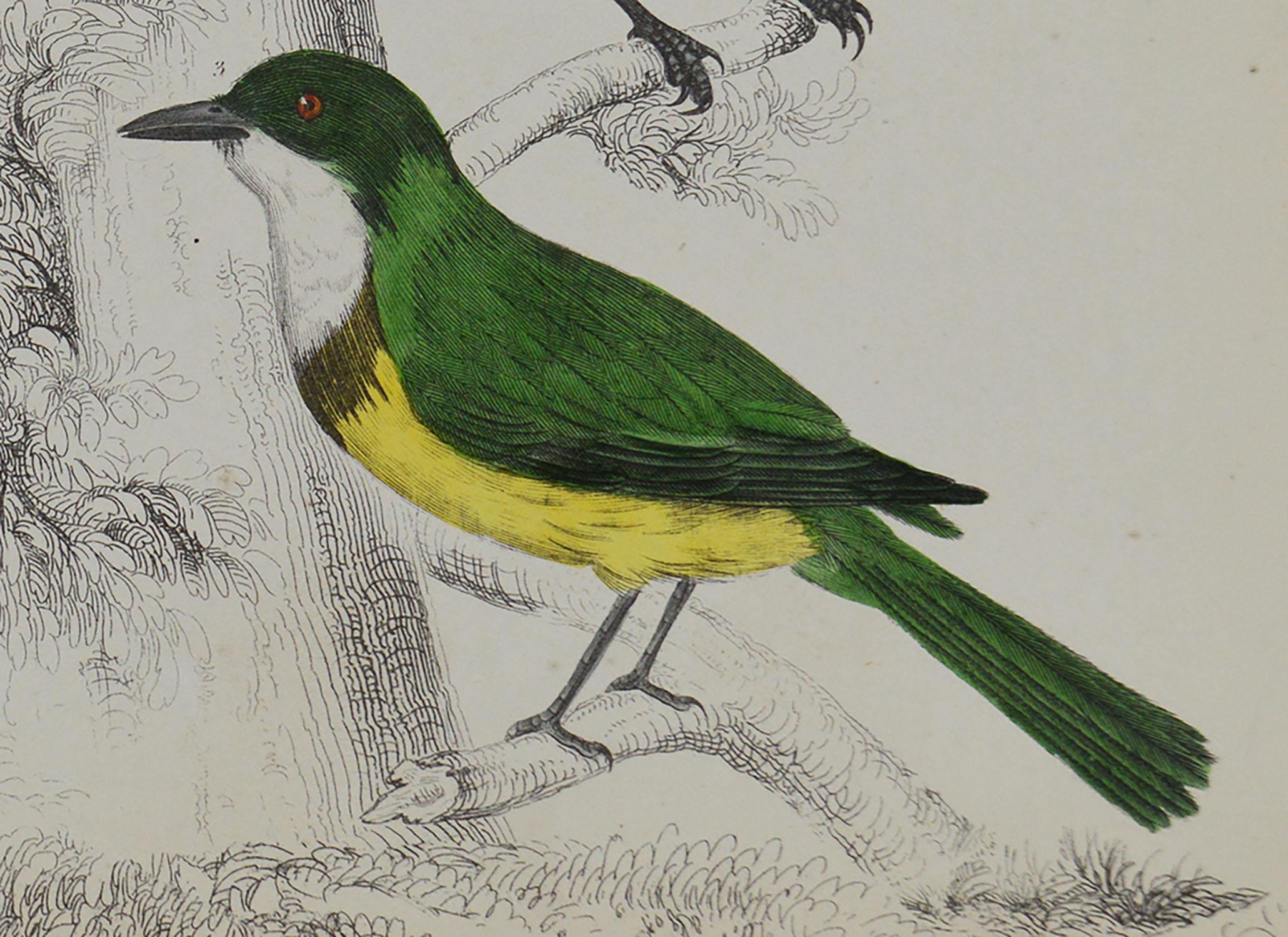 Folk Art Original Antique Print of Shrike, 1847 'Unframed'