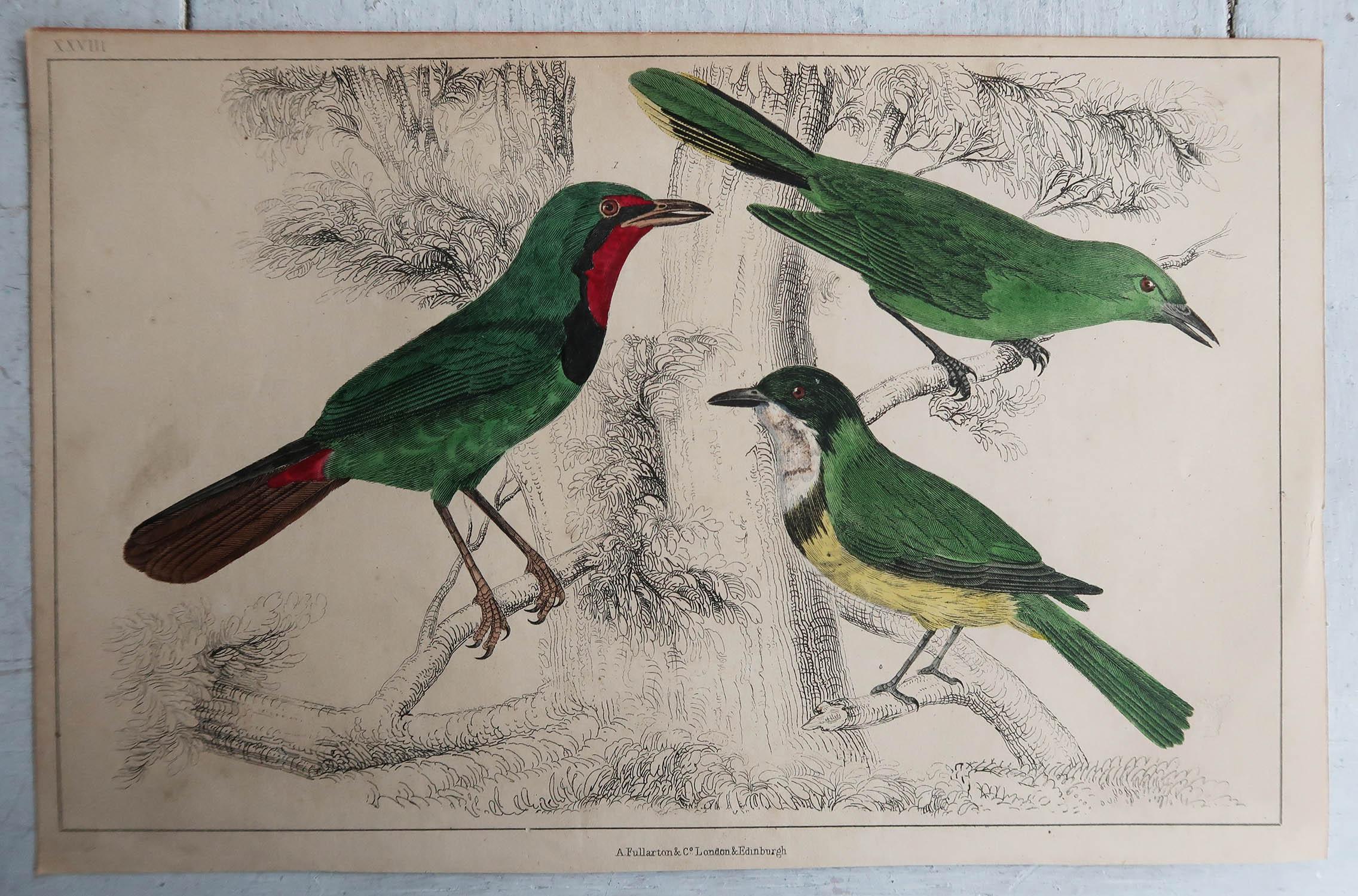 English Original Antique Print of Shrike, 1847 'Unframed' For Sale