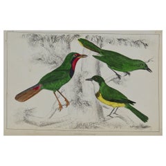 Original Antique Print of Shrike, 1847 'Unframed'