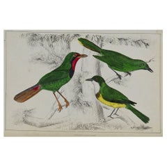 Original Antique Print of Shrike, 1847 'Unframed'