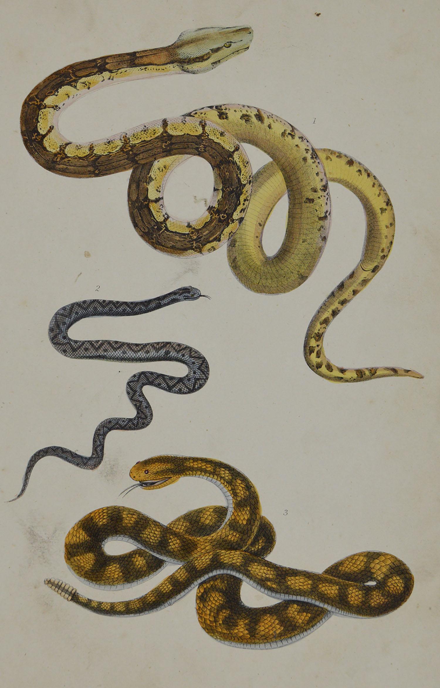 Great image of snakes.

Unframed. It gives you the option of perhaps making a set up using your own choice of frames.

Lithograph after Cpt. Brown with original hand color.

Published 1847.

Free shipping.






 