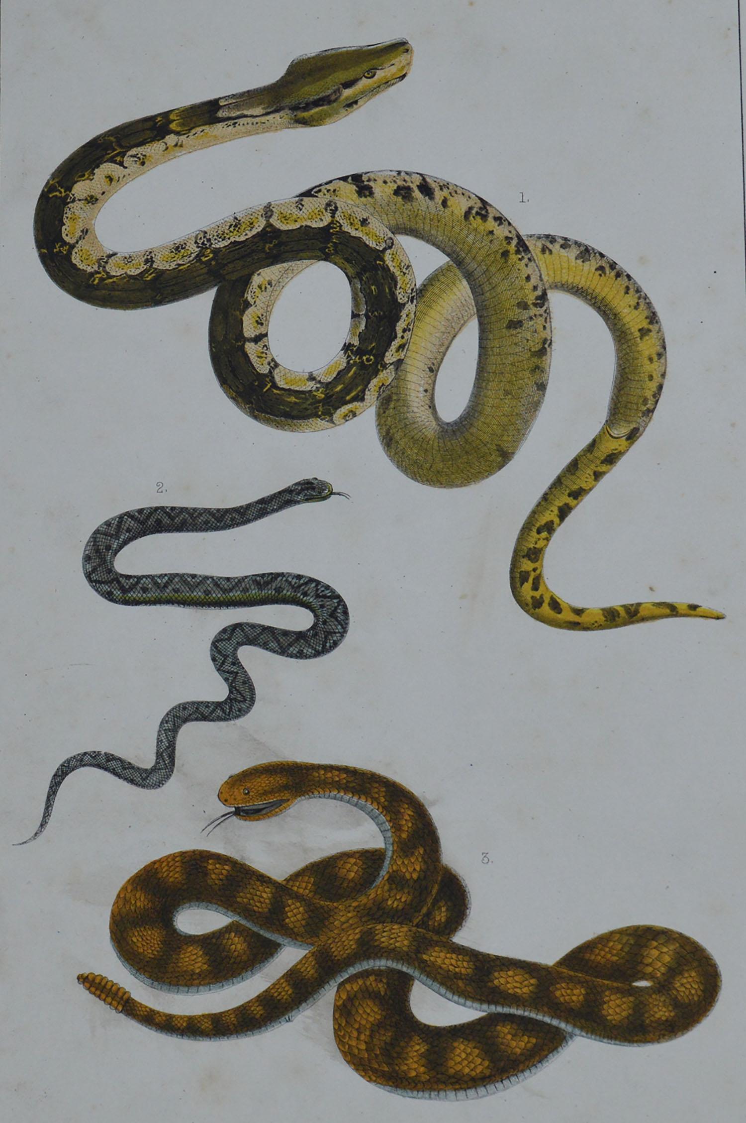 Great image of snakes.

Unframed. It gives you the option of perhaps making a set up using your own choice of frames.

Lithograph after Cpt. Brown with original hand color.

Published, 1847.

Free shipping.






  