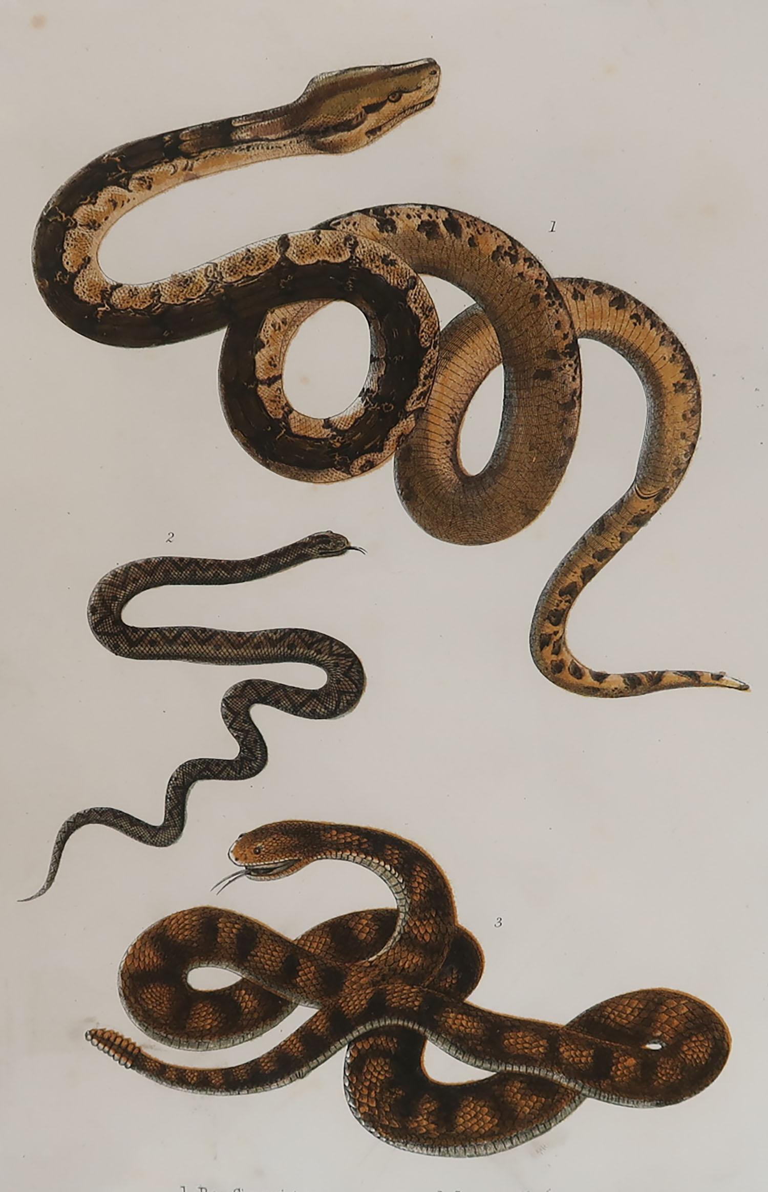 Great image of snakes.

Unframed. It gives you the option of perhaps making a set up using your own choice of frames.

Lithograph after Cpt. Brown with original hand color.

Published, 1847.

Repair to a tiny edge tear at the