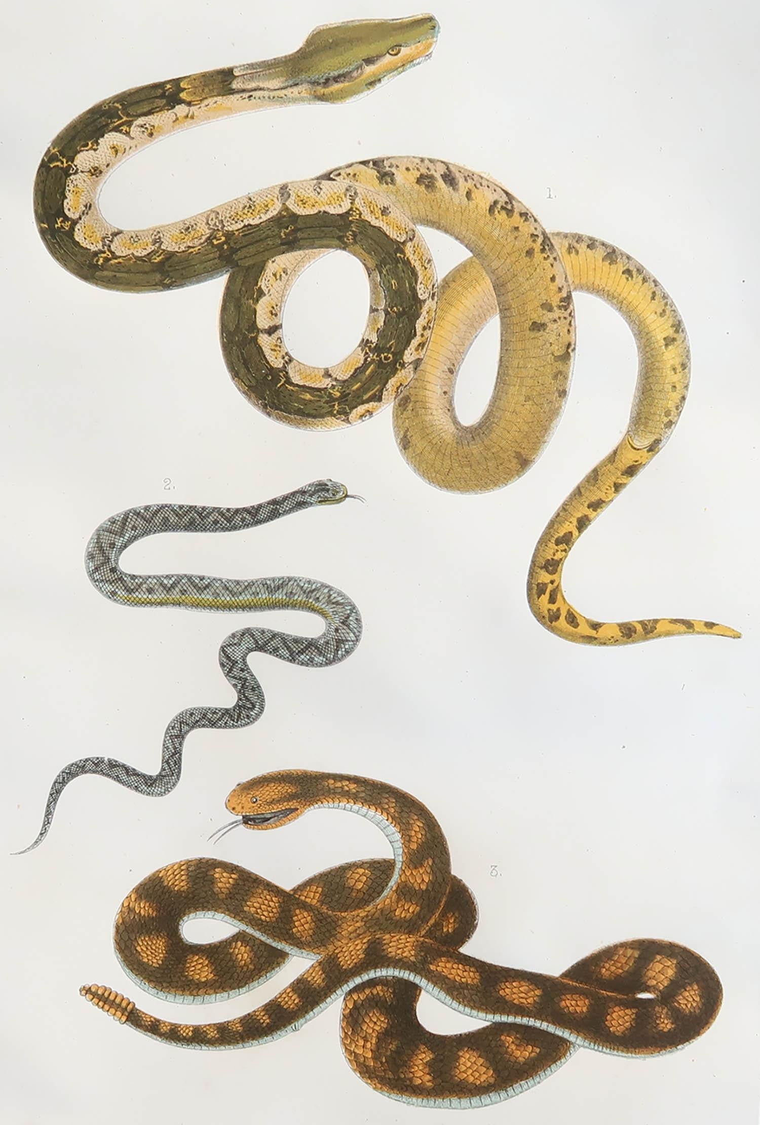 Great image of snakes.

Unframed. It gives you the option of perhaps making a set up using your own choice of frames.

Lithograph after Cpt. Brown with original hand color.

Published, 1847.








