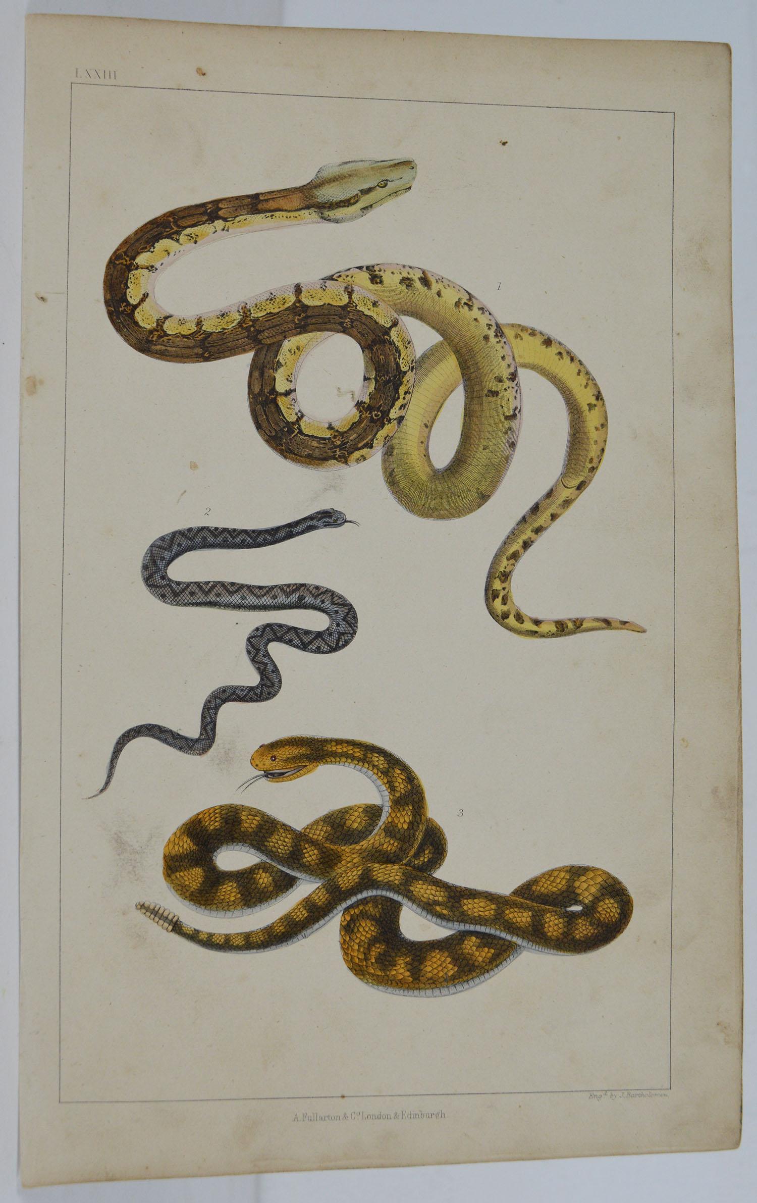 Folk Art Original Antique Print of Snakes, 1847 'Unframed'