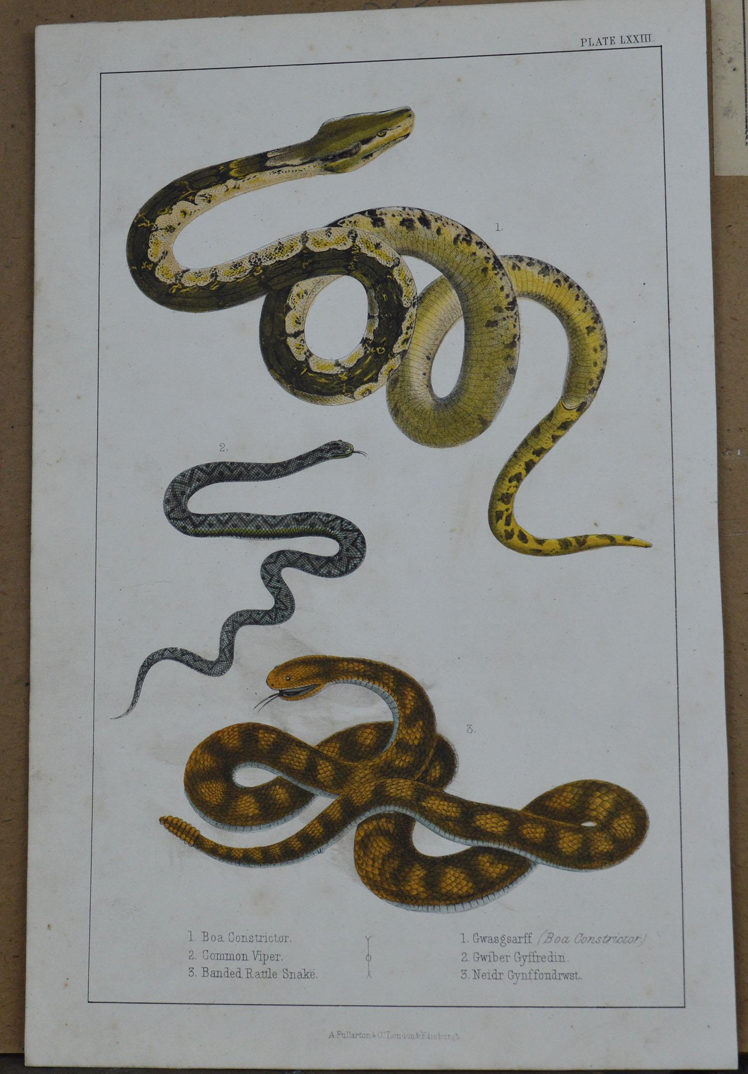 Folk Art Original Antique Print of Snakes, 1847 'Unframed'