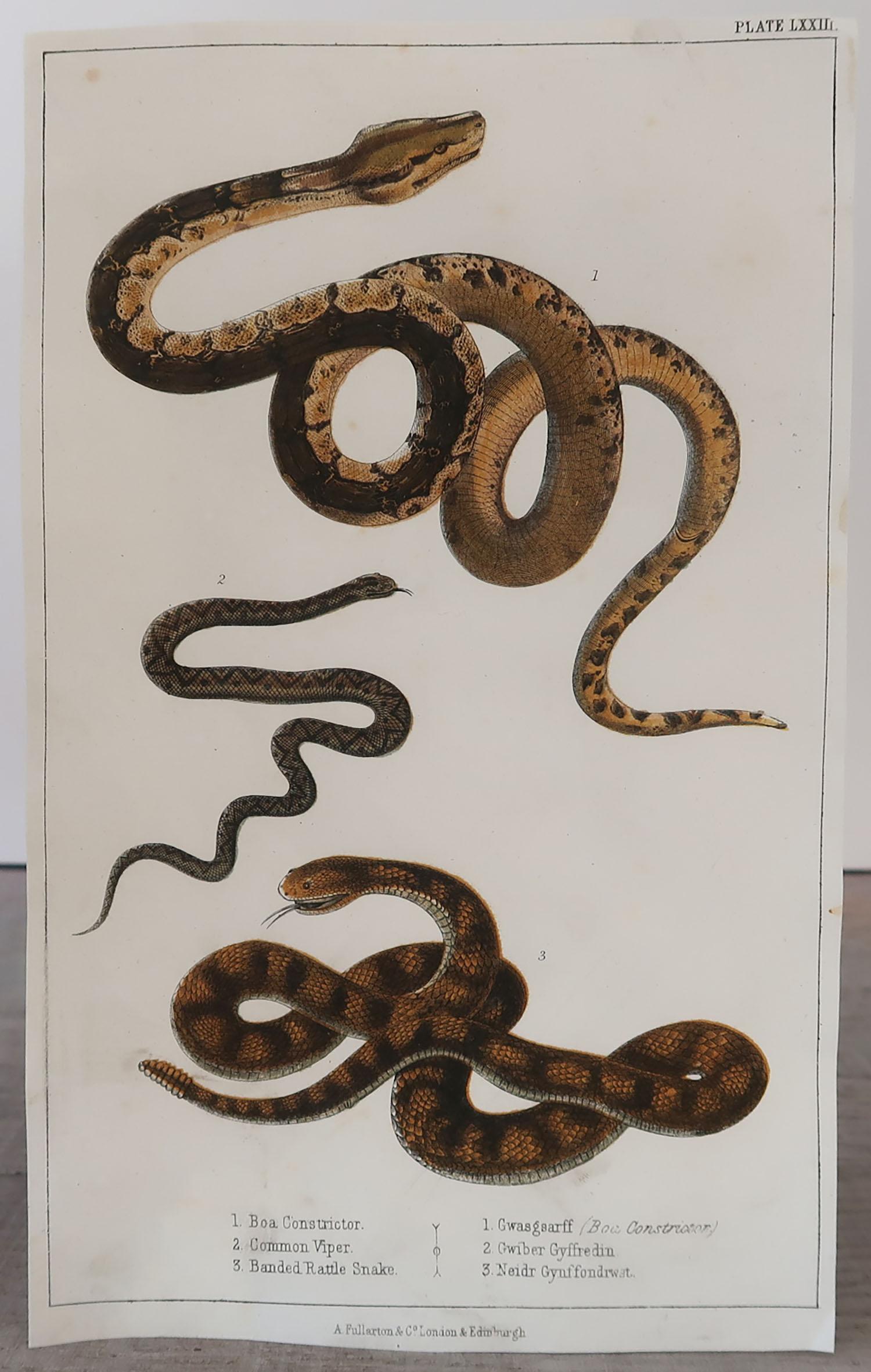 Folk Art Original Antique Print of Snakes, 1847 'Unframed'