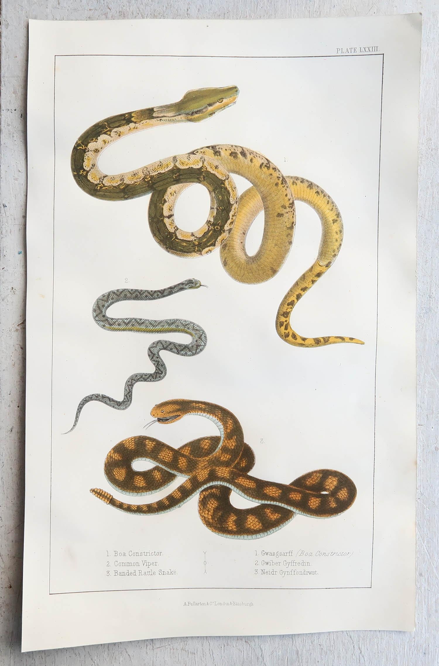 English Original Antique Print of Snakes, 1847 'Unframed' For Sale