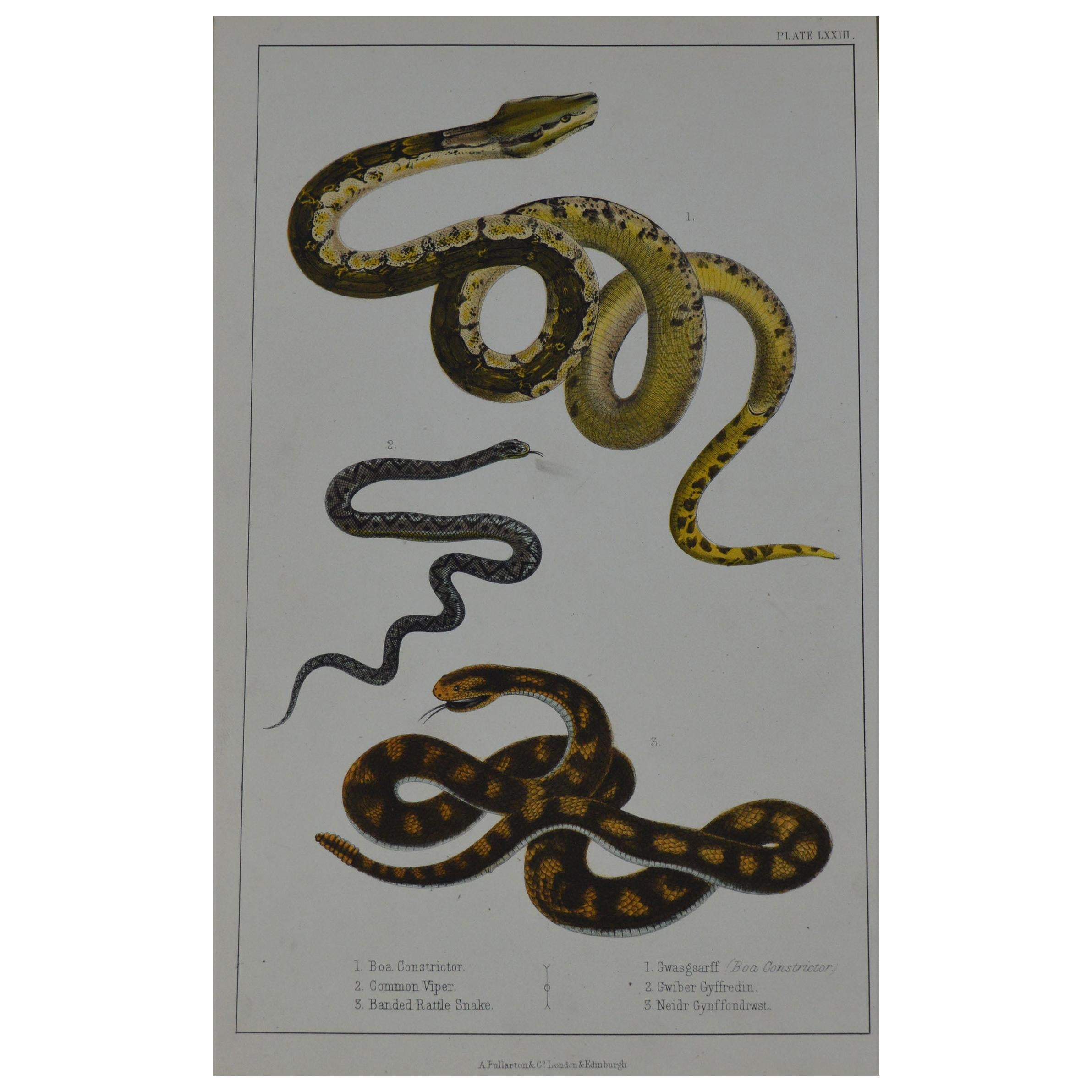 Original Antique Print of Snakes, 1847 'Unframed'