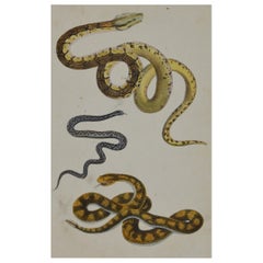 Original Antique Print of Snakes, 1847 'Unframed'