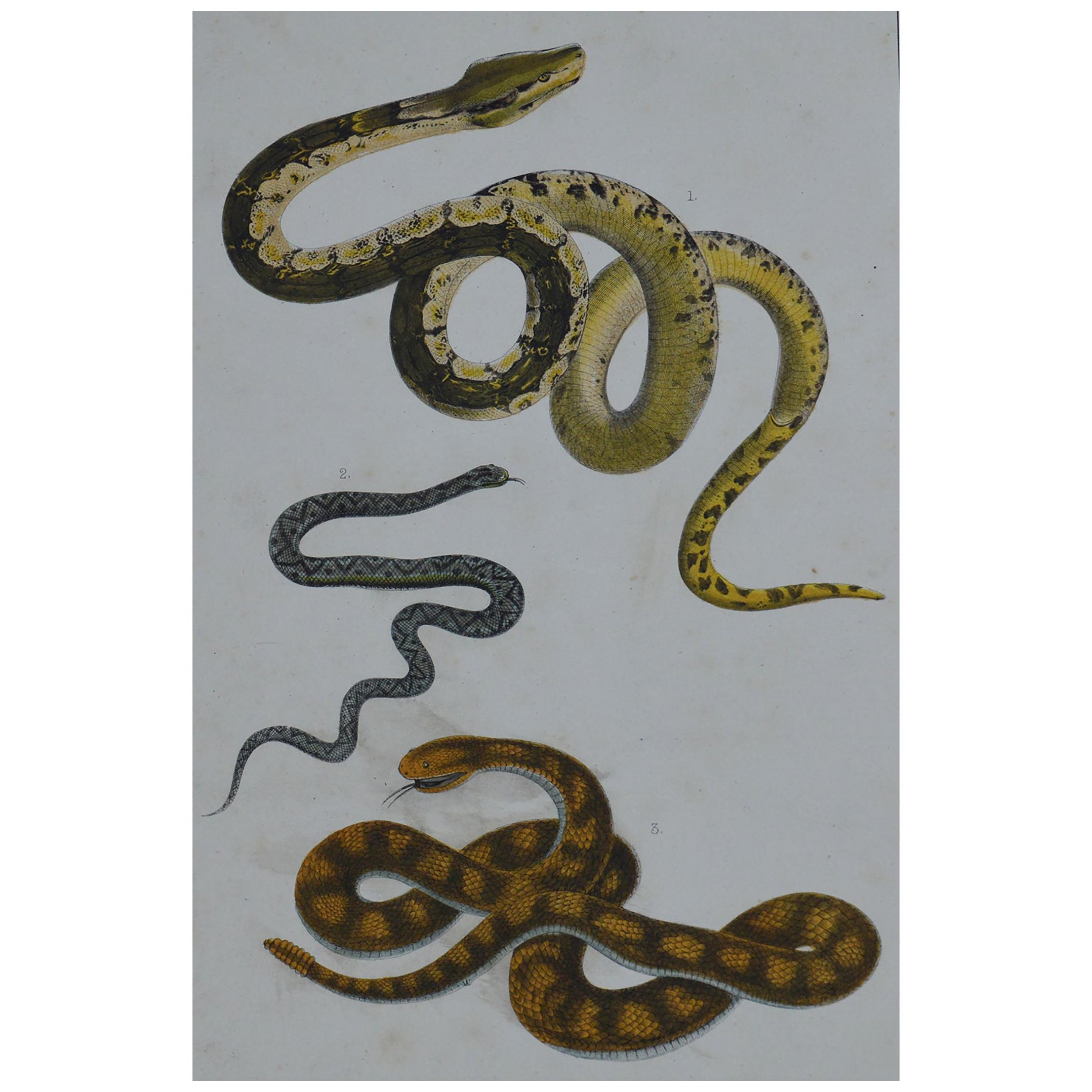 Original Antique Print of Snakes, 1847 'Unframed'