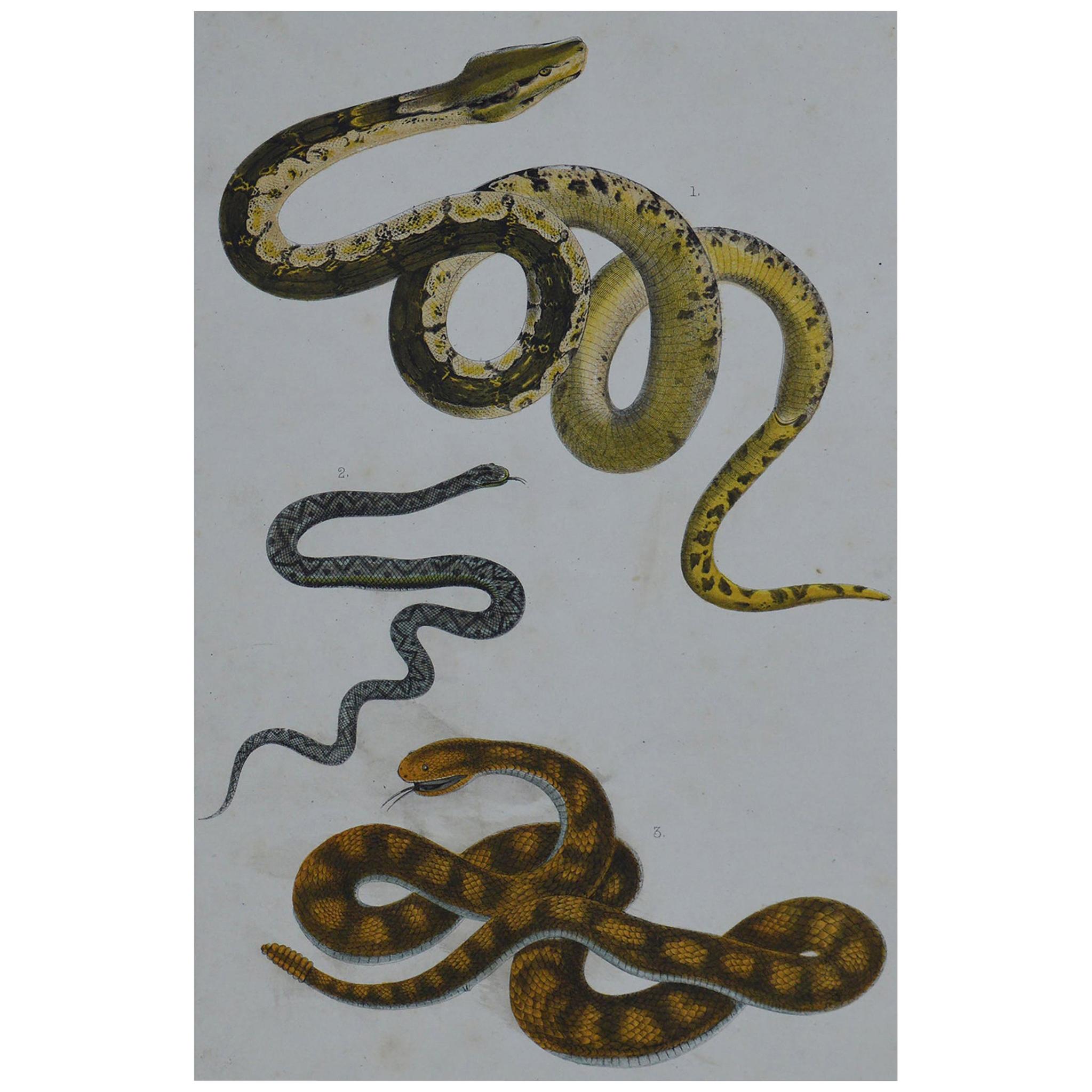 Original Antique Print of Snakes, 1847 'Unframed'