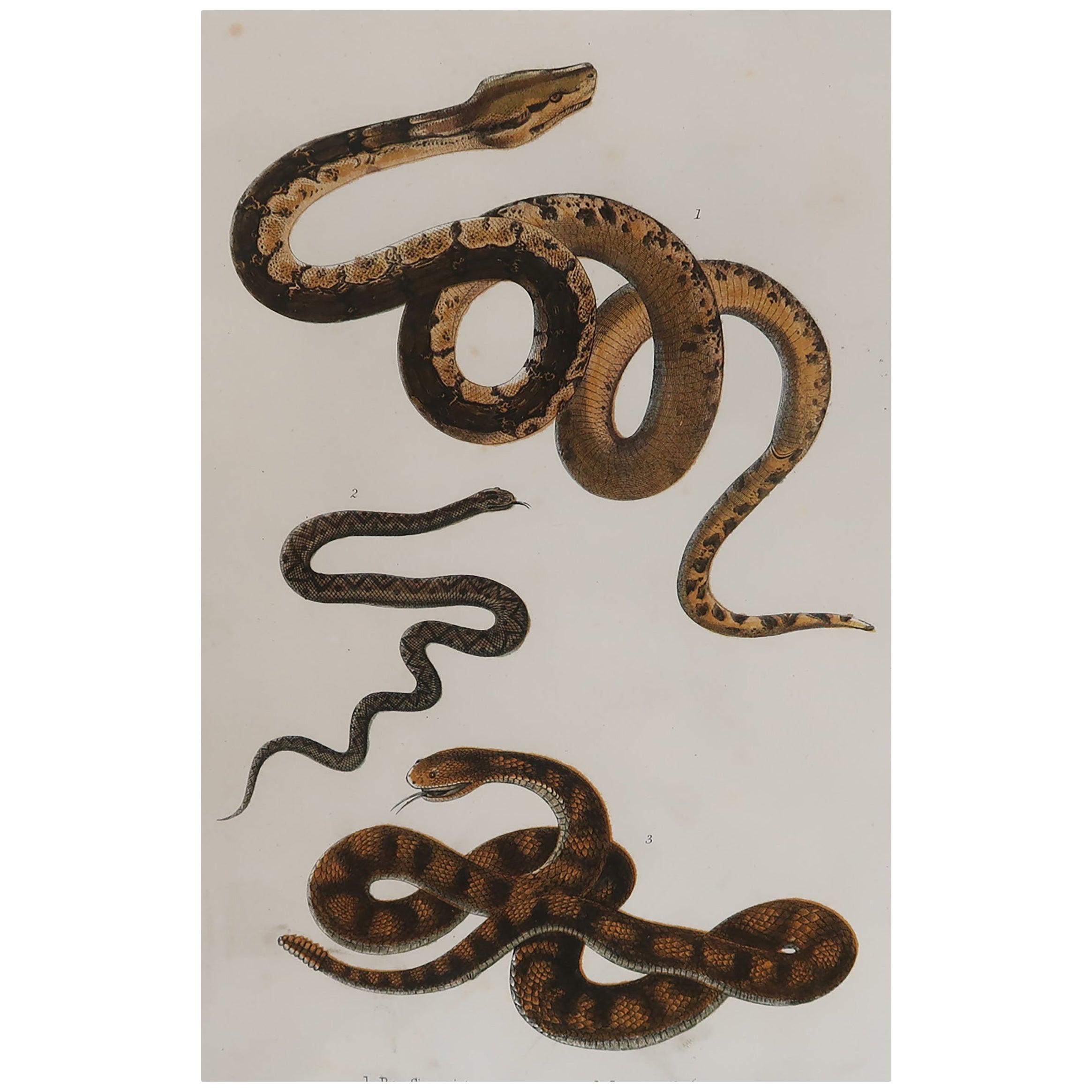 Original Antique Print of Snakes, 1847 'Unframed'