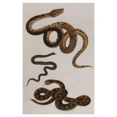 Original Antique Print of Snakes, 1847 'Unframed'
