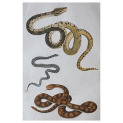 Original Antique Print of Snakes, 1847 'Unframed'