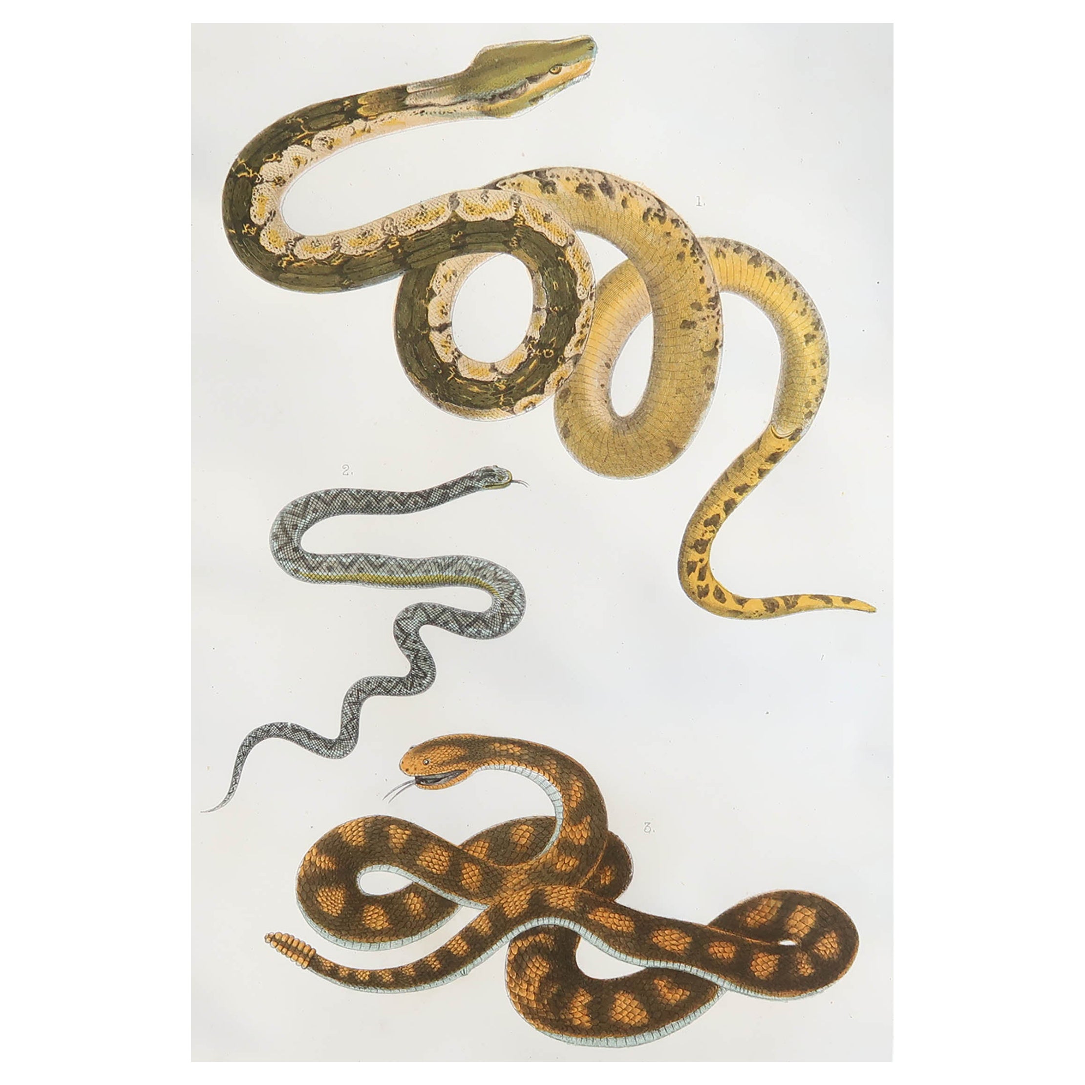 Original Antique Print of Snakes, 1847 'Unframed'