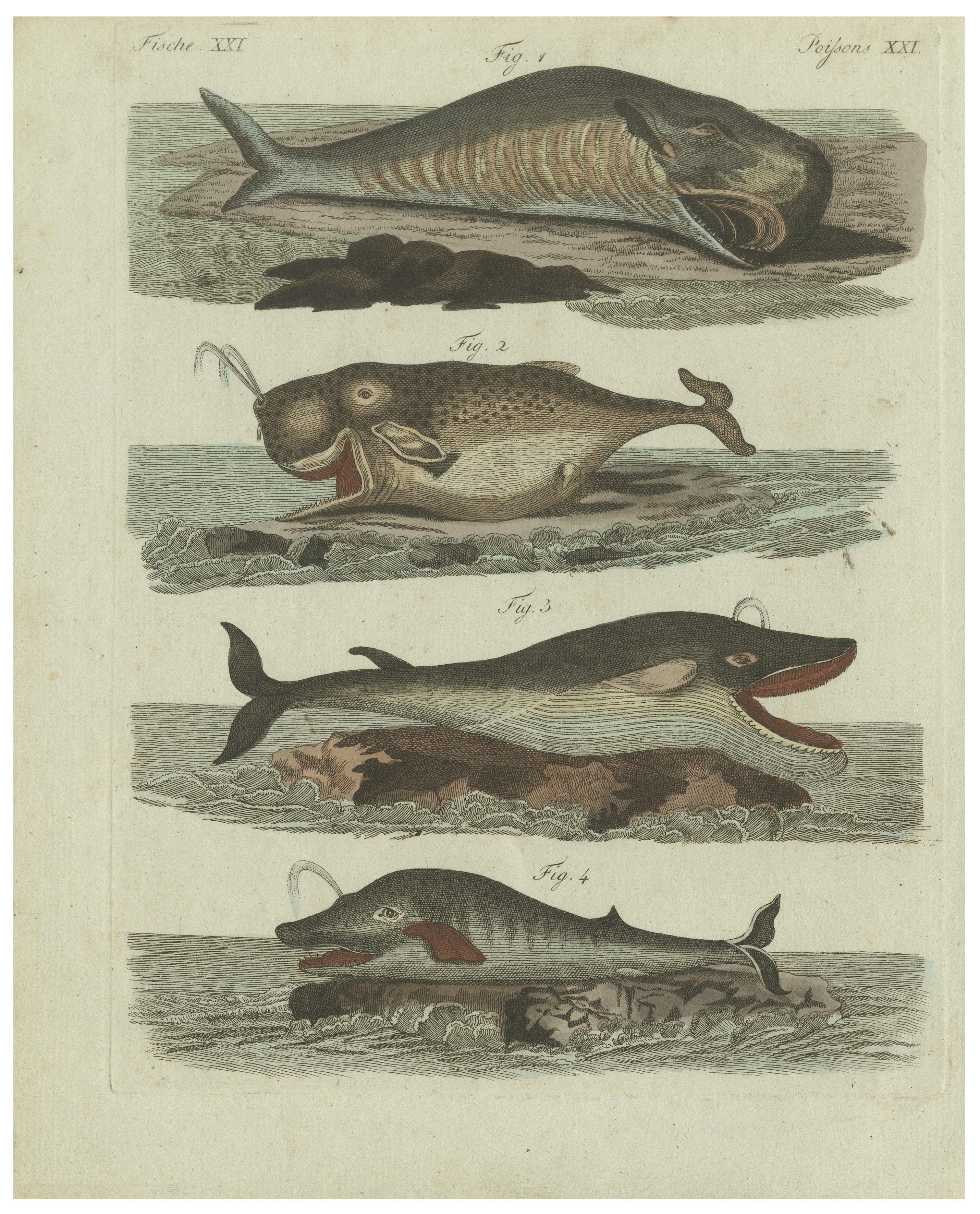 Original Antique Print of Sperm Whale and North Atlantic Whales, ca.1800