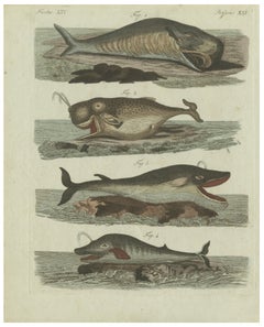 Original Antique Print of Sperm Whale and North Atlantic Whales, ca.1800