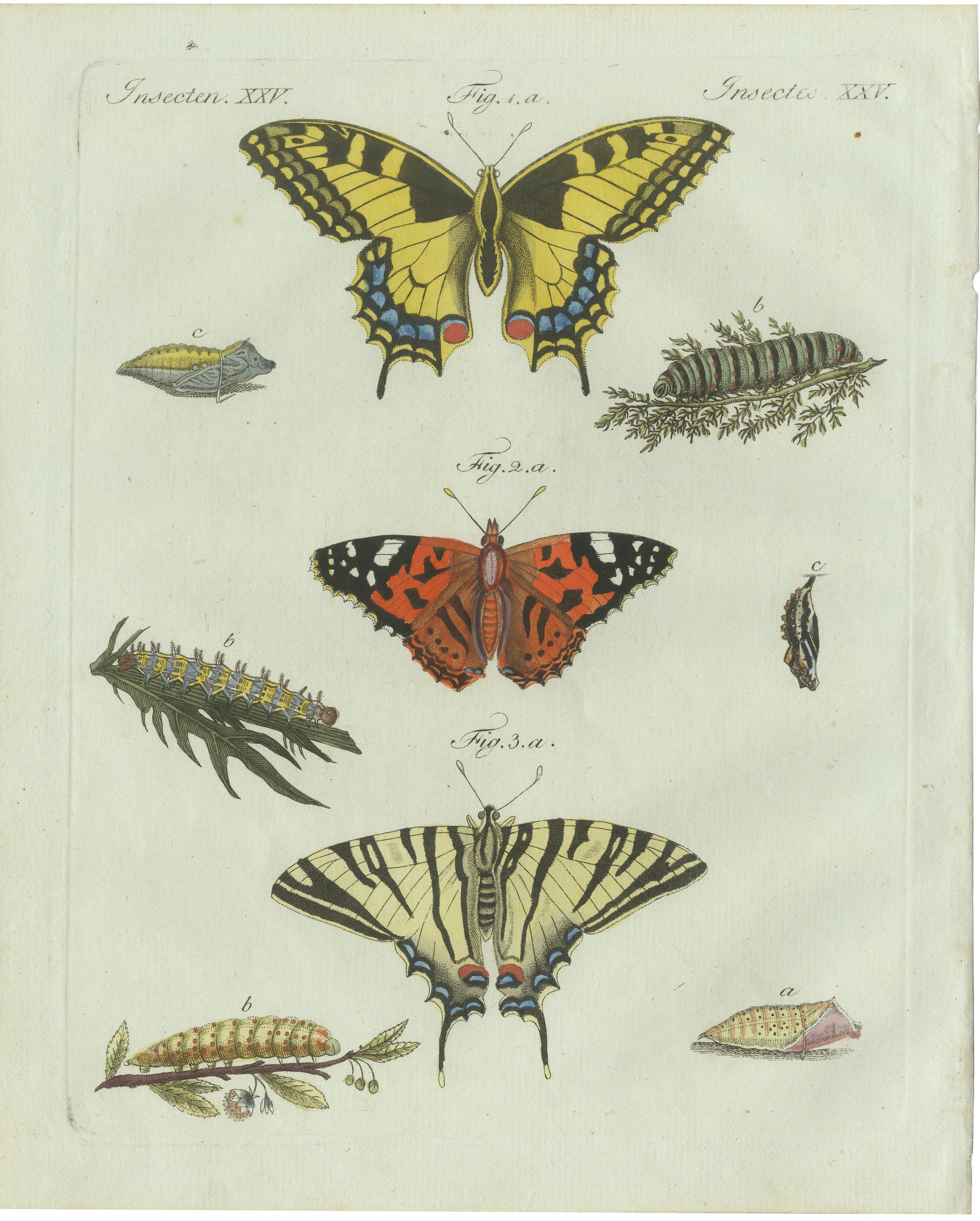 Original Antique Print of Swallowtail and Painted Lady Butterflies, c.1800 For Sale