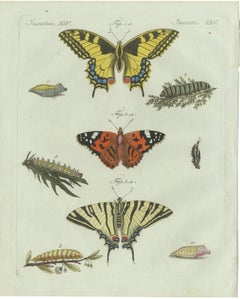 Stampa antica originale raffigurante farfalle della specie Swallowtail e Painted Lady, 1800 circa