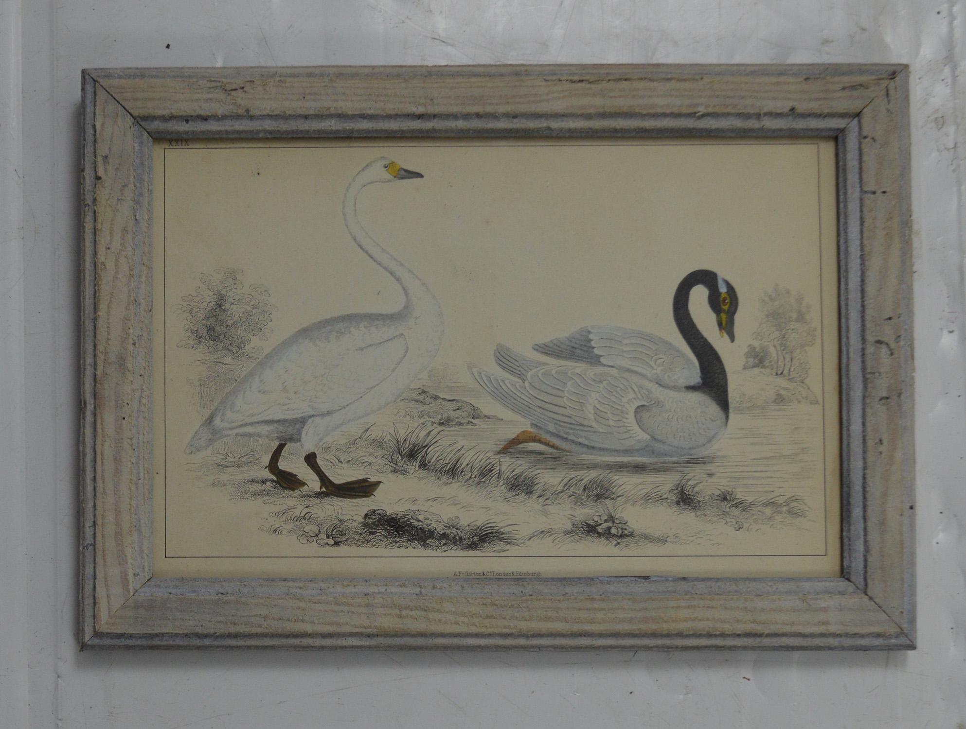Great image of two swans presented in an antique distressed pine frame.

Original hand colored lithograph after Cpt. Brown.

Published by Fullerton, 1847.