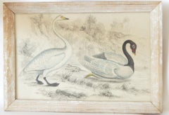 Original Antique Print of Swans, 1847