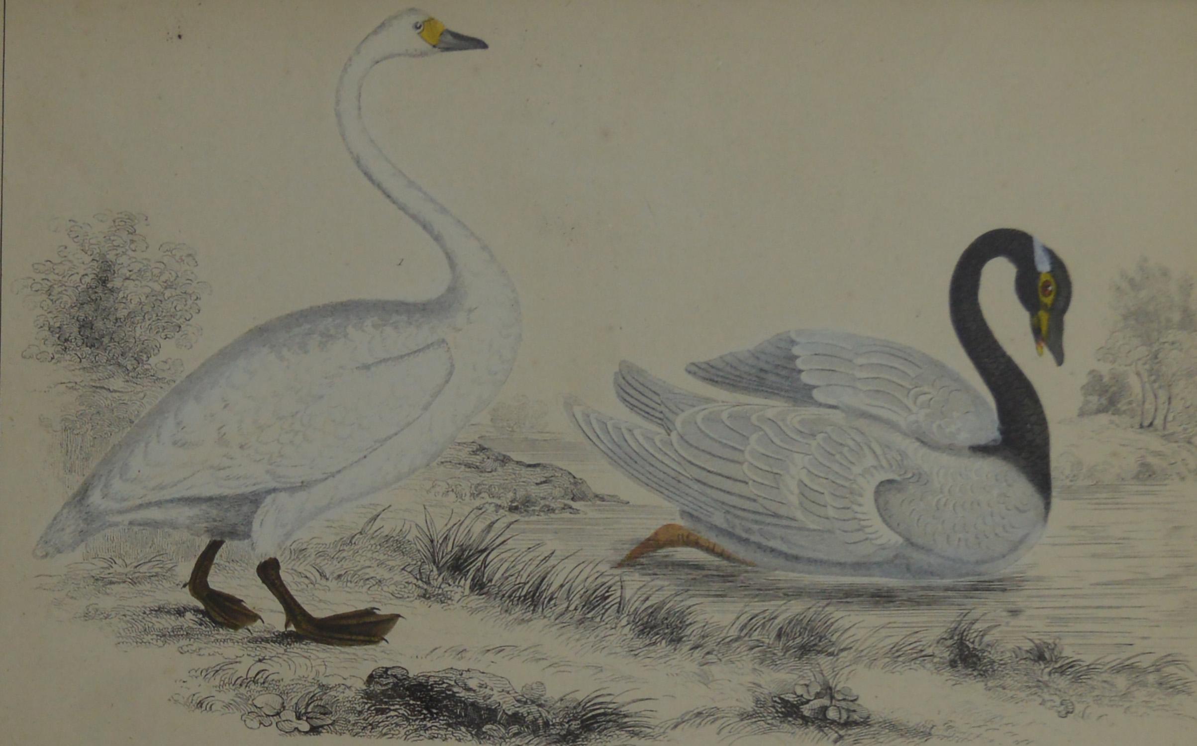 English Original Antique Print of Swans, 1847
