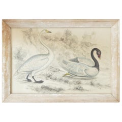 Original Antique Print of Swans, 1847