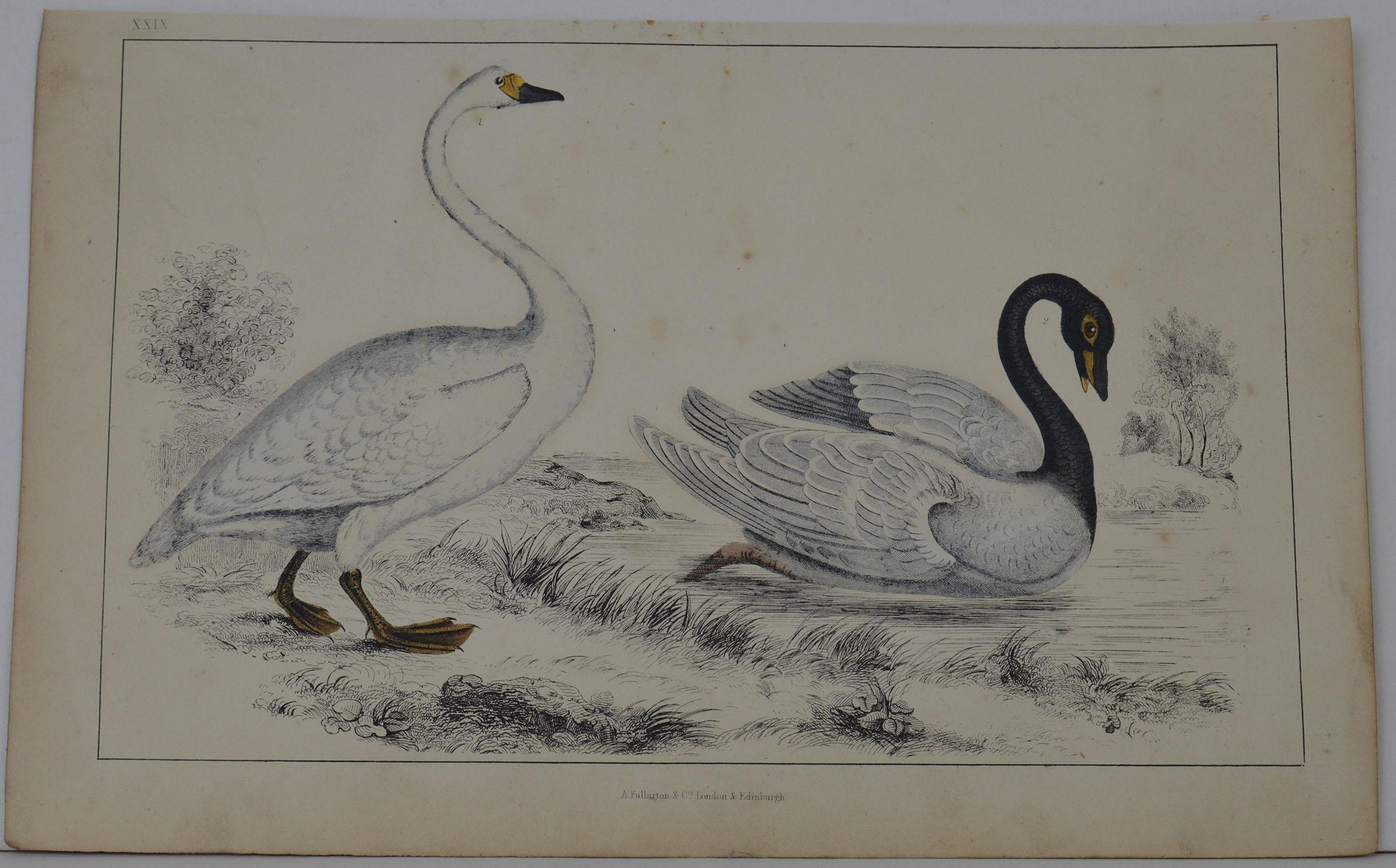 Great image of swans.

Unframed. It gives you the option of perhaps making a set up using your own choice of frames.

Lithograph after Cpt. Brown with original hand color.

Published 1847.

Free shipping.




  