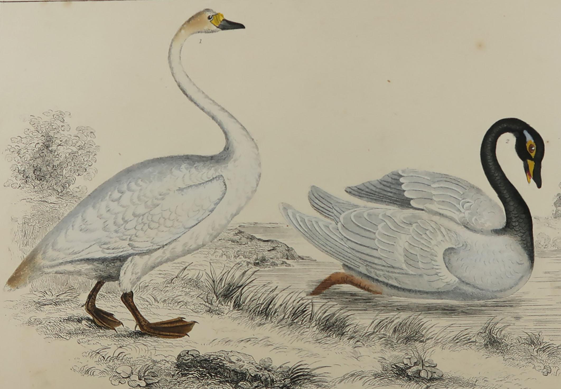 Great image of swans.

Unframed. It gives you the option of perhaps making a set up using your own choice of frames.

Lithograph after Cpt. Brown with original hand color.

Published 1847.

Free shipping.




 