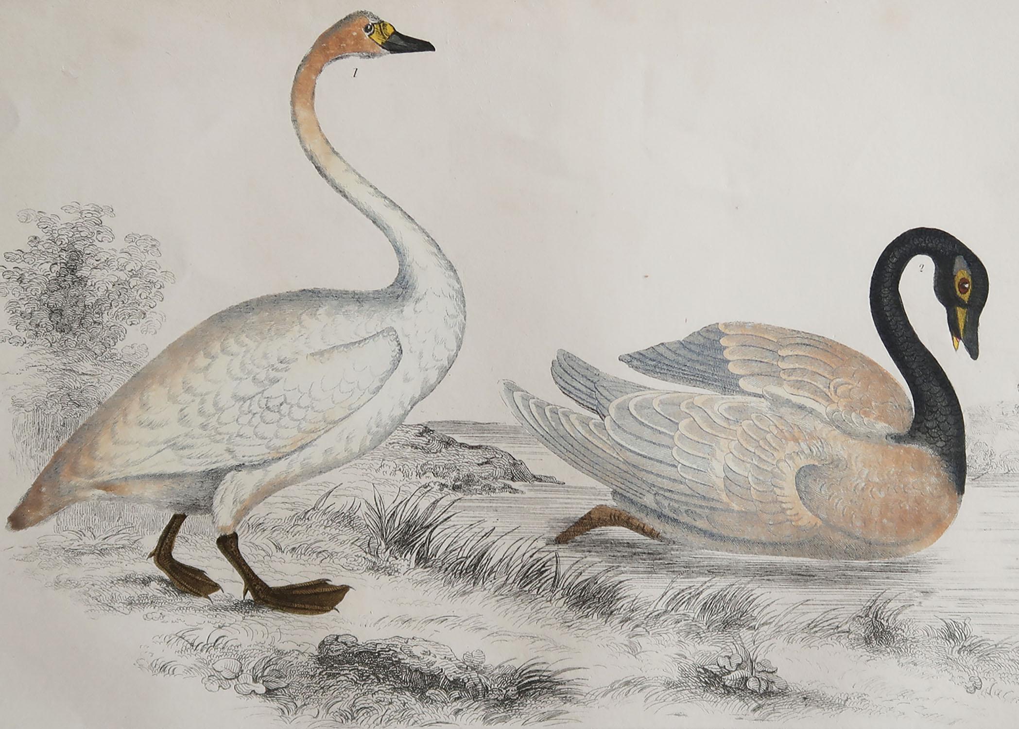 Great image of swans.

Unframed. It gives you the option of perhaps making a set up using your own choice of frames.

Lithograph after Cpt. Brown with original hand color.

Published 1847.

Free shipping.




