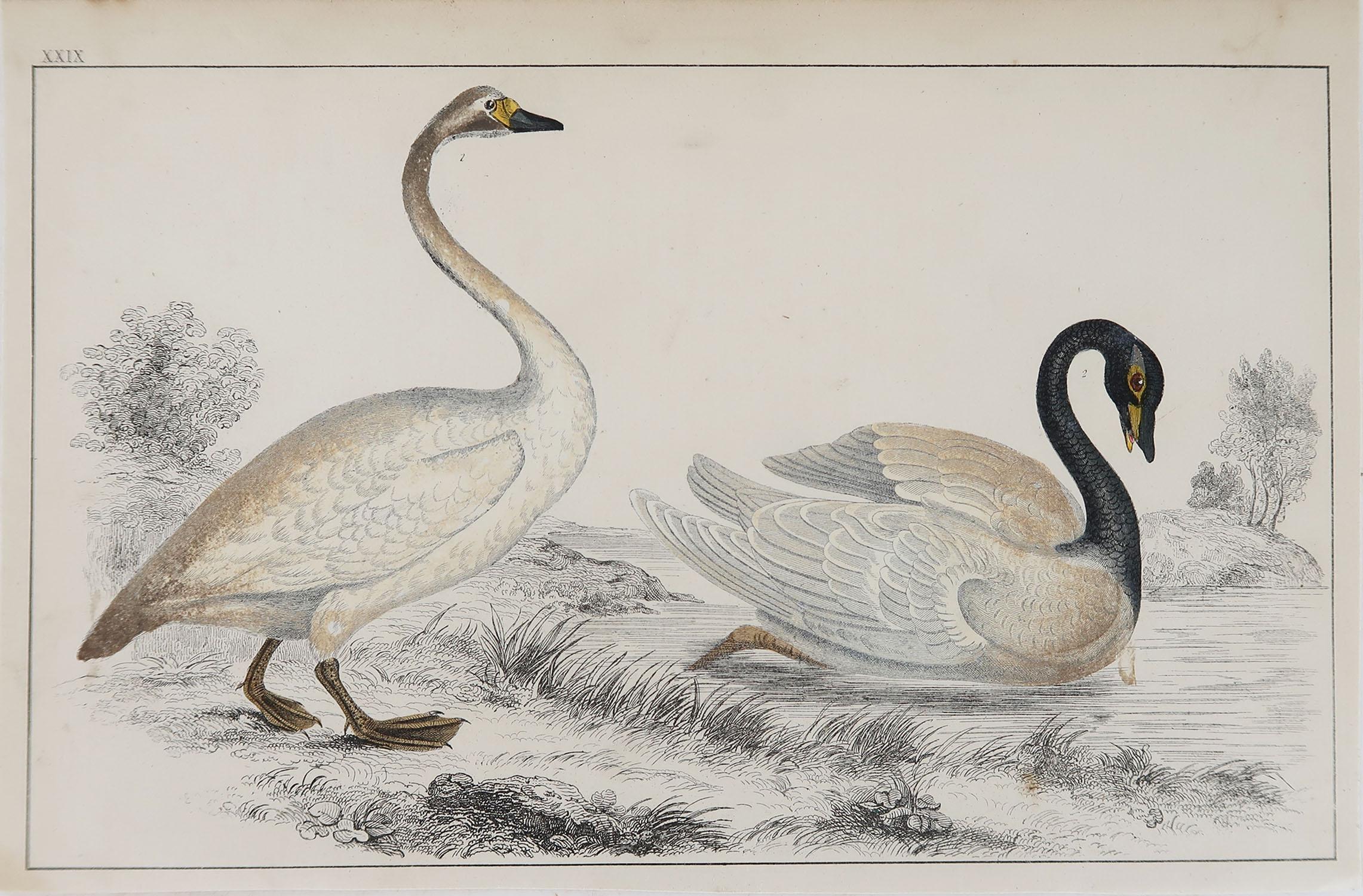 Great image of swans

Unframed. It gives you the option of perhaps making a set up using your own choice of frames.

Lithograph after Cpt. brown with original hand color.

Published, 1835.

Free shipping.






 