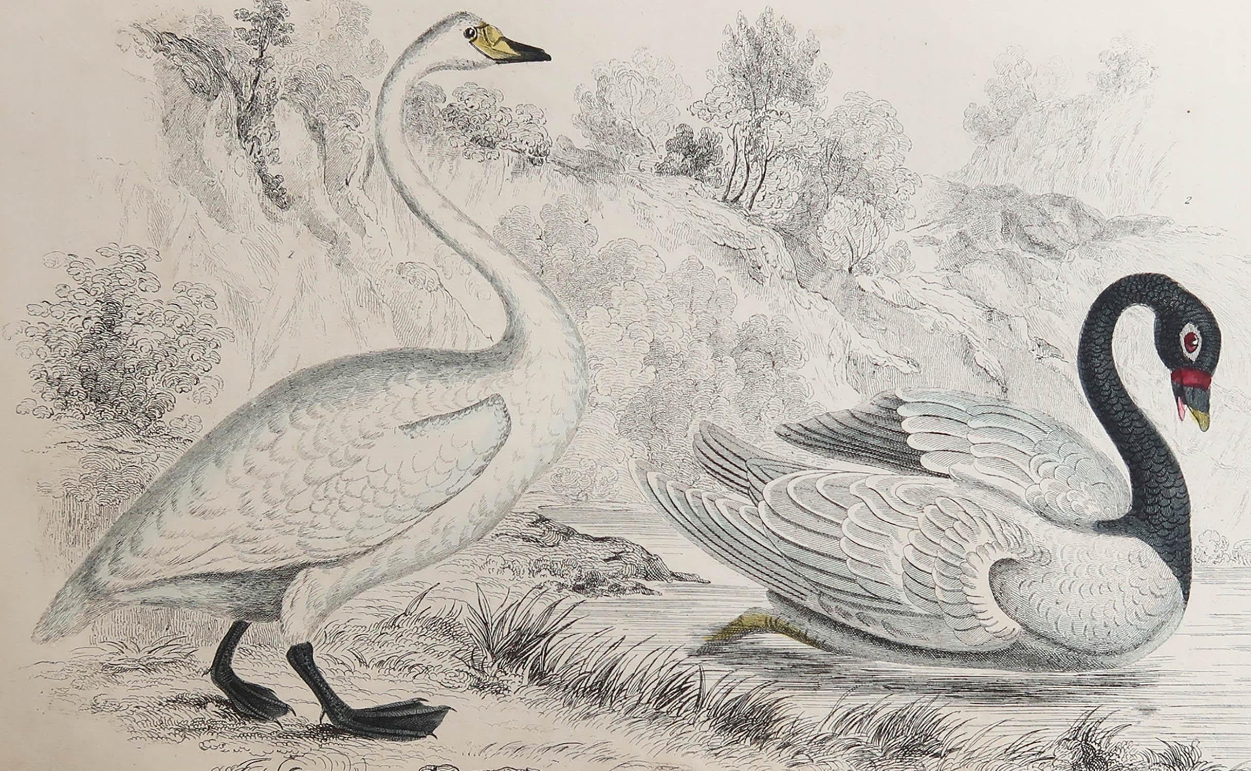Great image of swans.

Unframed. It gives you the option of perhaps making a set up using your own choice of frames.

Lithograph after Cpt. brown with original hand color.

Published, 1835.

Free shipping.






