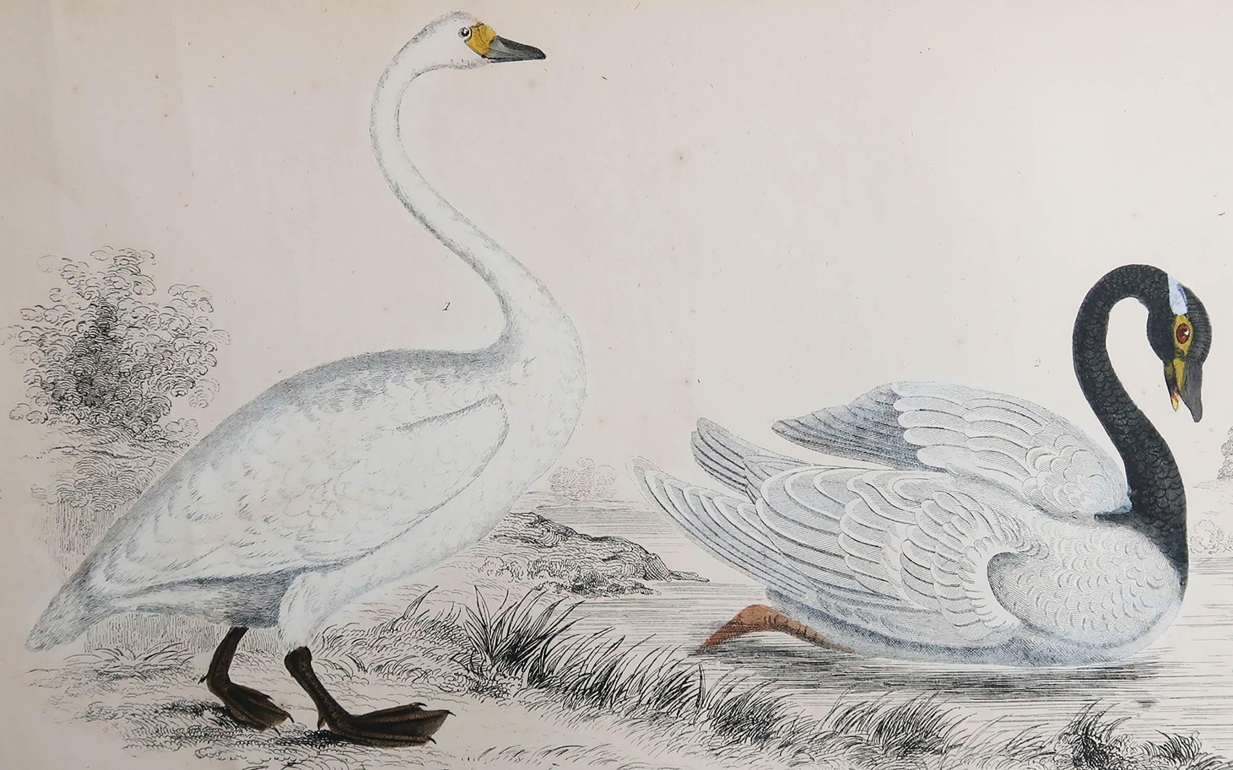 Great image of swans.

Unframed. It gives you the option of perhaps making a set up using your own choice of frames.

Lithograph after Cpt. brown with original hand color.

Published, 1835.

Free shipping.






